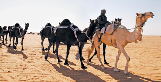 Adorned with tassels and embroidered strapping, a herd of black camels marches toward the arena. According to breeding standards, the ears of a fine black camel will be distinctly upright.